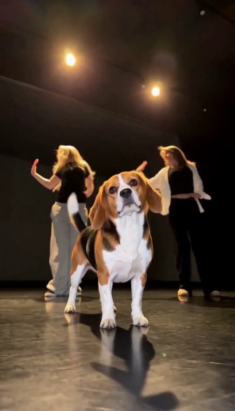 Single Ladies Pet AI-generated example cover
